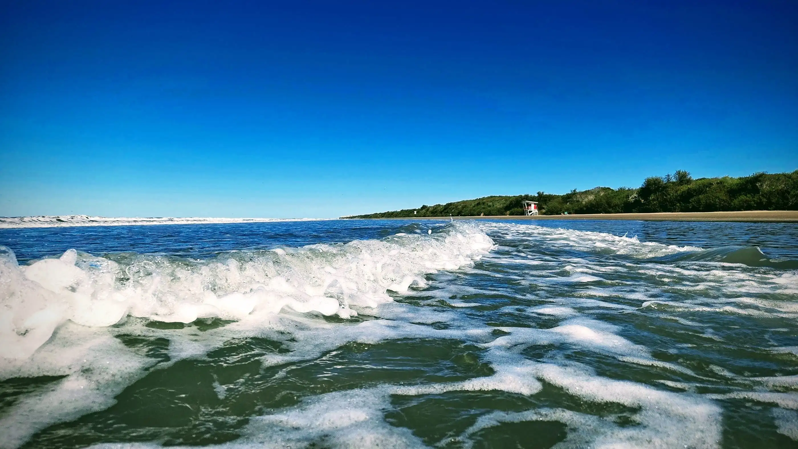 Una ola rompiendo en la orilla, con el pinar sobre la playa al fondo